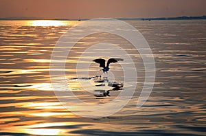 Pájaro llevar de sobre el atardecer 