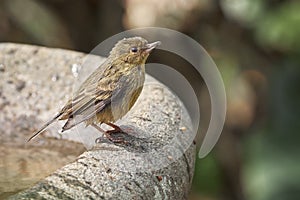 Bird taking a bath under the incandescent sun