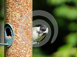 Bird taking a sunflower seed