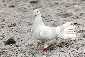 Bird, tame dove walking on ground