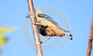 Bird tangara cayana on the branch