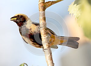 Bird tangara cayana carrying food in the nest