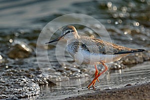 Bird Terek Sandpiper  Xenus cinereus  walks along the sandy shore and in shallow water at the very edge of the water on a sunny