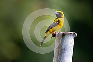 Bird in thailand. Asian Golden Weaver