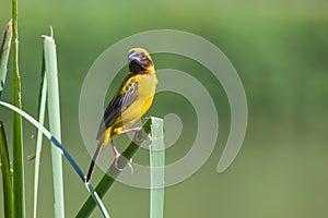 Bird in thailand. Asian Golden Weaver