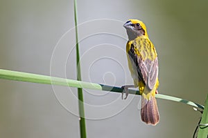 Bird in thailand. Asian Golden Weaver Male