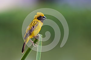 Bird in thailand. Asian Golden Weaver Male