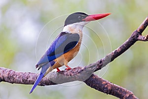 Bird in thailand. Black-capped Kingfisher Halcyon pileata in park. Black-capped Kingfisher bird