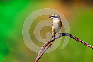 Bird in thailand : Brown Shrike, Lanius cristatus