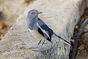 Bird in thailand. Oriental Magpie Robin