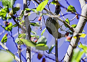 Bird Thraupis episcopus in mulberry