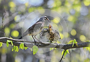 Bird thrush feeding her little Chicks long pink worm on a tree i