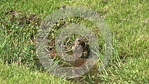 Bird Thrush Fieldfare Turdus pilaris. Fieldfare bathes in a shallow brook among green grass in early summer