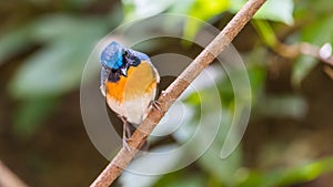 Bird (Tickell's Blue Flycatcher) in nature wild