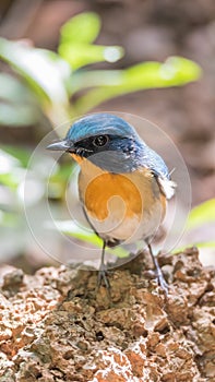 Bird (Tickell's Blue Flycatcher) in nature wild