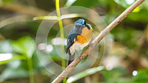 Bird (Tickell's Blue Flycatcher) in nature wild