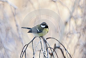 bird tit sits on the branches of a tree covered with frost in a winter park