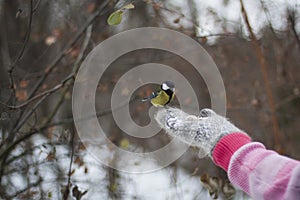 Bird tit is sitting on the hand of a girl in a mitten