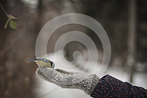 Bird tit is sitting on the hand of a girl in a mitten