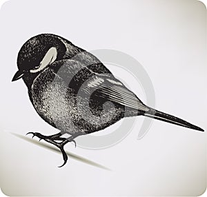 Bird titmouse, hand-drawing.