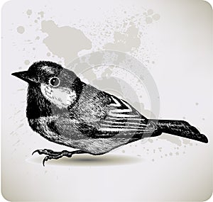 Bird titmouse, hand-drawing. Vector illustration.