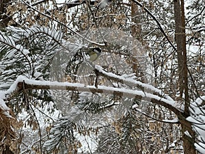 A bird (titmouse) sits on a snowy branch in winter in the park