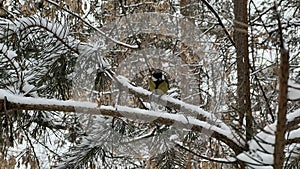 A bird (titmouse) sits on a snowy branch in winter in the park