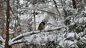 A bird (titmouse) sits on a snowy branch in winter in the park