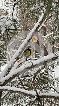 A bird (titmouse) sits on a snowy branch in winter in the park