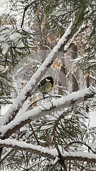 A bird (titmouse) sits on a snowy branch in winter in the park