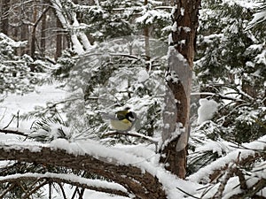 A bird (titmouse) sits on a snowy branch in winter in the park