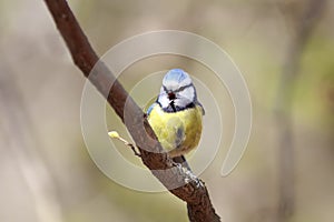 Bird titmouse sitting on a branch