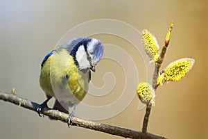 Bird titmouse sitting on a branch of a blossoming furry