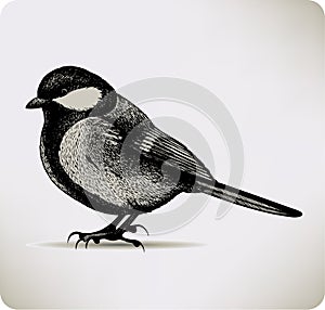 Bird titmouse. Vector illustration.