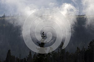 bird on top of huge spruce tree in mountains