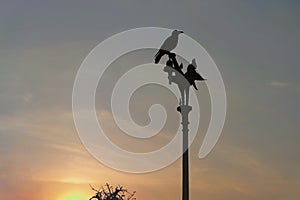 Bird on the top of the Kinnaree electric pole At sunset in Thailand