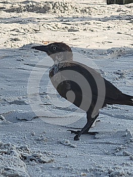 Bird in Topsail Island