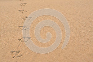 Bird tracks on beach sand, closeup. Space for text