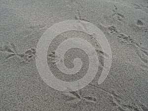 Bird tracks in the sand