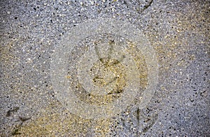 Bird tracks on the shore of the Great Salt Lake