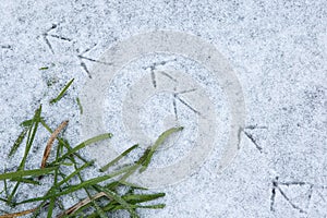 Bird tracks on snow