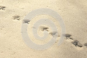 Bird tracks in snow