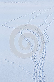 Bird tracks in snow