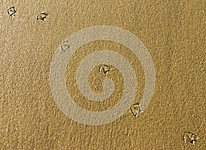 Bird tracks on the wet sand