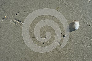 Bird tracks on the wet sand of the seashore.
