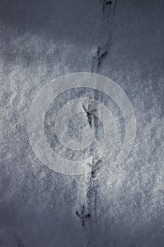 Bird tracks on the white snow