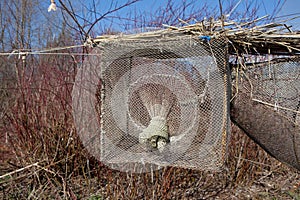 Bird trap in Vente Cape