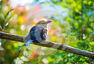 Bird on a tree