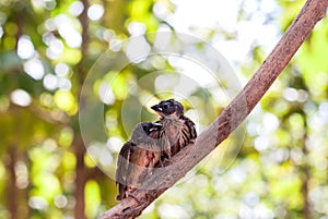 Bird on tree