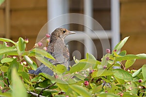 Bird in tree